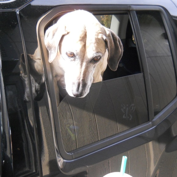 Meet your Posher, Sadie - Picture 1 of 1